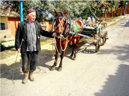 Philadelphia Old Gentleman and Horse. Photo by Leon Mauldin.