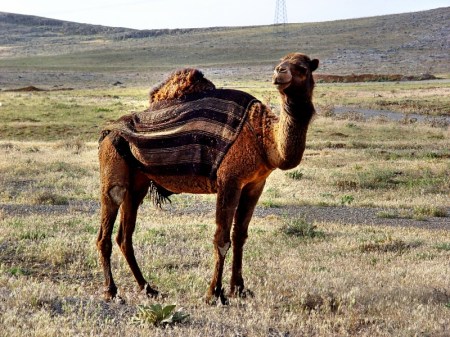 Camel in Turkey near Lystra_DSC06130. Photo ©Leon Mauldin.