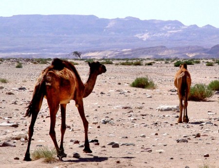 Camels Sinai Desert_DSC00963. Photo ©Leon Mauldin.