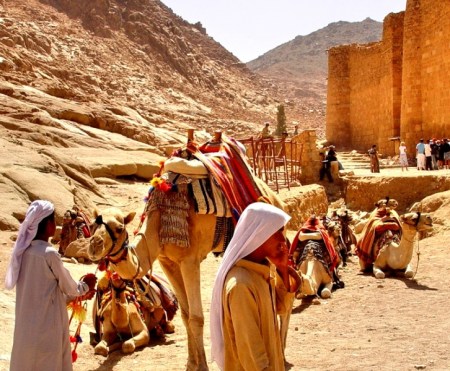Camels St Catherines_DSC00901