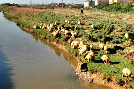 Haran. Shepherd w/Sheep_DSC_0290. Photo ©Leon Mauldin.