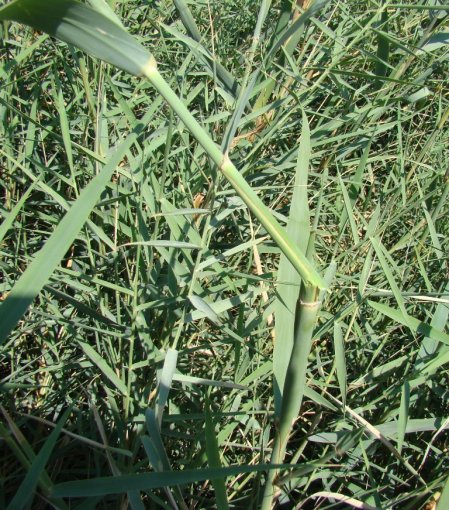 Bruised Reed at Qasr al-Yahud_DSC02145LMauldin