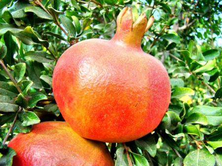 Pomegranate_DSC01611LMauldin