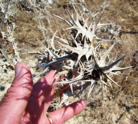 Thorns_DSC02368LMauldin