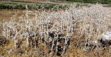 Thorns_DSC02371LMauldin