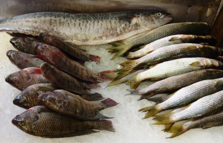 Fish Alexandnria_DSC01419LMauldin