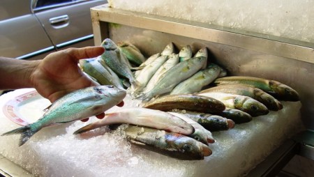 Fish Alexandria_DSC01417LMauldin