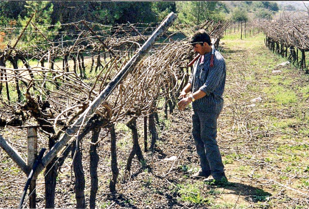 vinedresser_LachishLMauldin