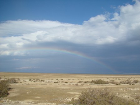 Shrubs at Dead Sea. Photo by Leon Mauldin.