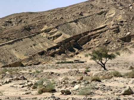 Shrubs in the Desert of Sinai. Photo by Leon Mauldin.