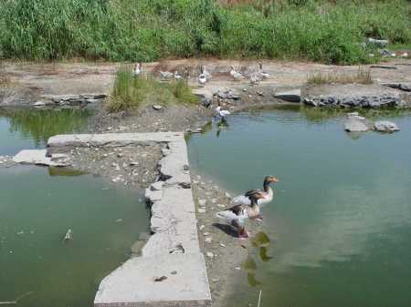 Ducks at ruins of Artemis Temple in Ephesus. Photo by Leon Mauldin.