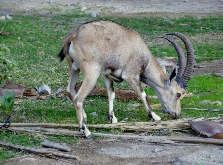 Goat at Engedi. Photo by Leon Mauldin.