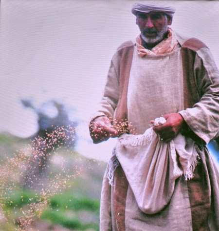 Photo at Nazareth Village. A sower sowing seed.