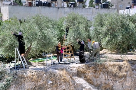 Gathering Olives at Shechem. Photo by Leon Mauldin.