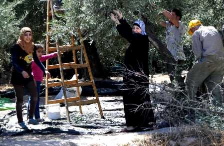 Gathering Olives at Shechem, close-up. Photo by Leon Mauldin.