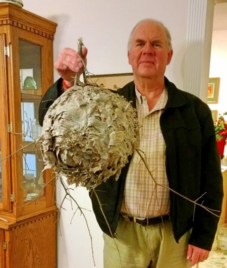 Hornet's nest. Photo by Linda Mauldin.