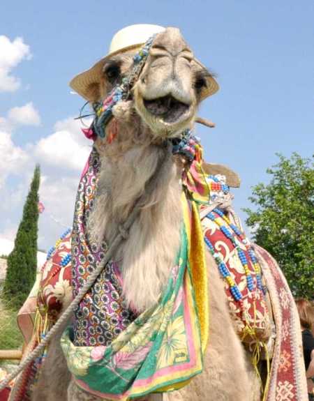 Happy Camel at Hierapolis. Photo ©Leon Mauldin.