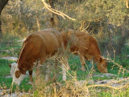 Cattle at Bethlehem. Photo by Leon Mauldin.