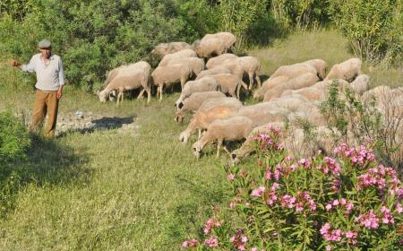 Shepherd with sheep in biblical Pamphilia. Photo by Leon Mauldin.