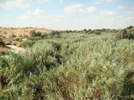 Brook Besor. View from bridge. Photo by Leon Mauldin.