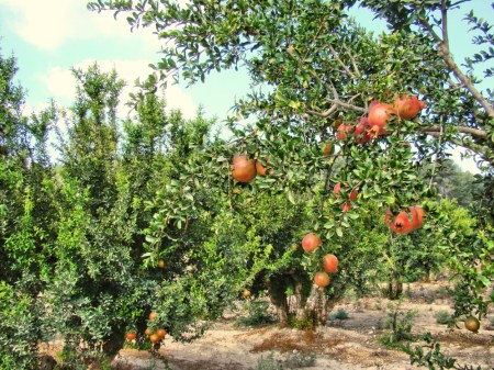 Pomegranate orchard near Lachish in southern Israel. Photo by Leon Mauldin.