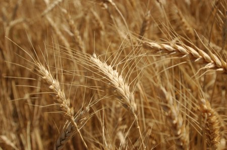 Ripened Wheat. Photo by Leon Mauldin.