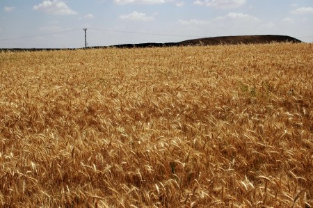 Wheat_Carchemish_0447LMauldin