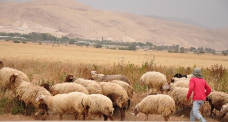 Sheep in Jordan Valley. Photo by Leon Mauldin.