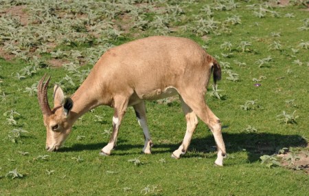 Ibex at En Gedi. Photo ©Leon Mauldin.