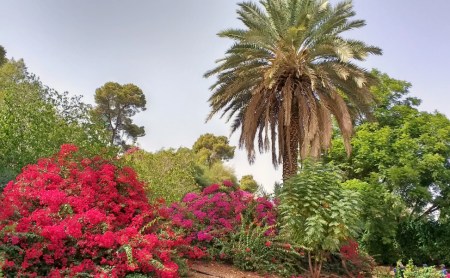 Flora at the Spring of Harod. Photo ©Leon Mauldin.