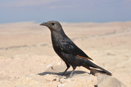 Tristram's Starling at Masada. Photo ©Leon Mauldin.