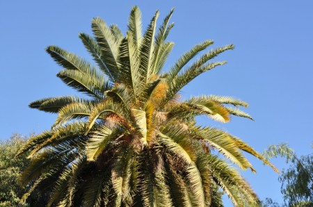 Palm tree in Jerusalem. Photo©Leon Mauldin.